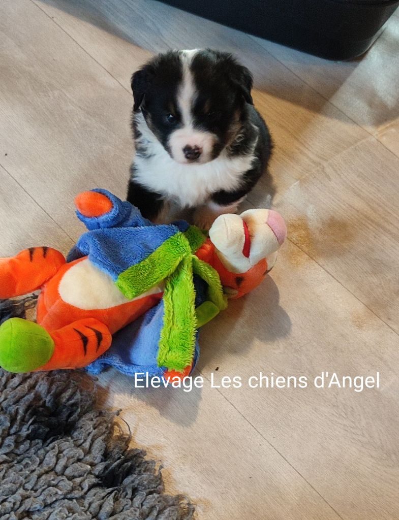 des Chiens d'Angel - Chiot disponible  - Berger Américain Miniature 