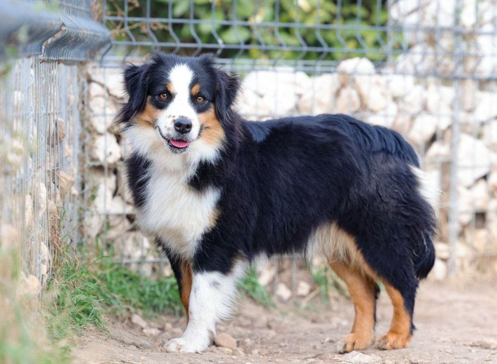 U'ps des Chiens d'Angel