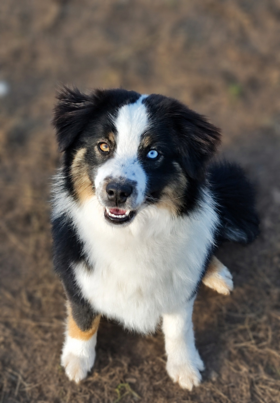 AMIGO des Chiens d'Angel