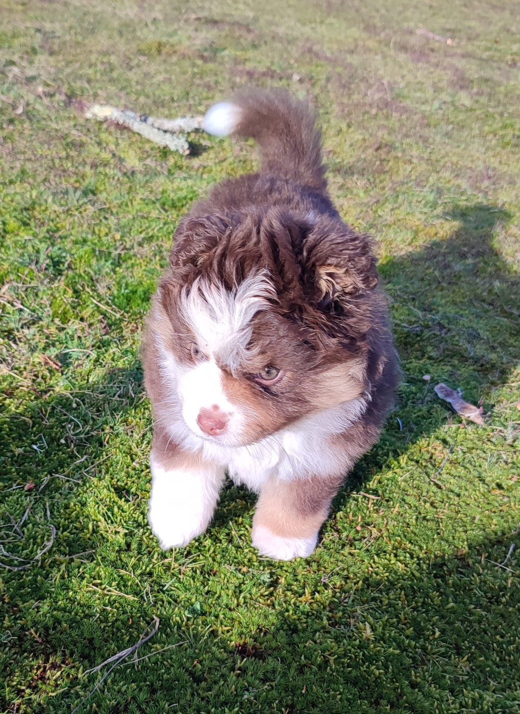 des Chiens d'Angel - Berger Américain Miniature  - Portée née le 12/12/2025