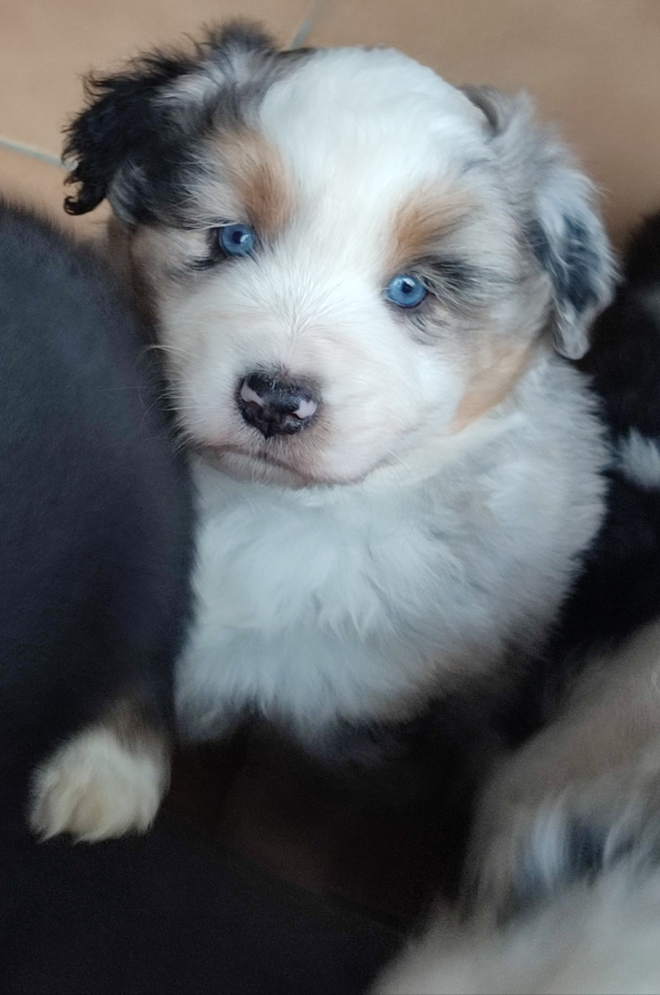 des Chiens d'Angel - Chiots disponibles - Berger Américain Miniature 