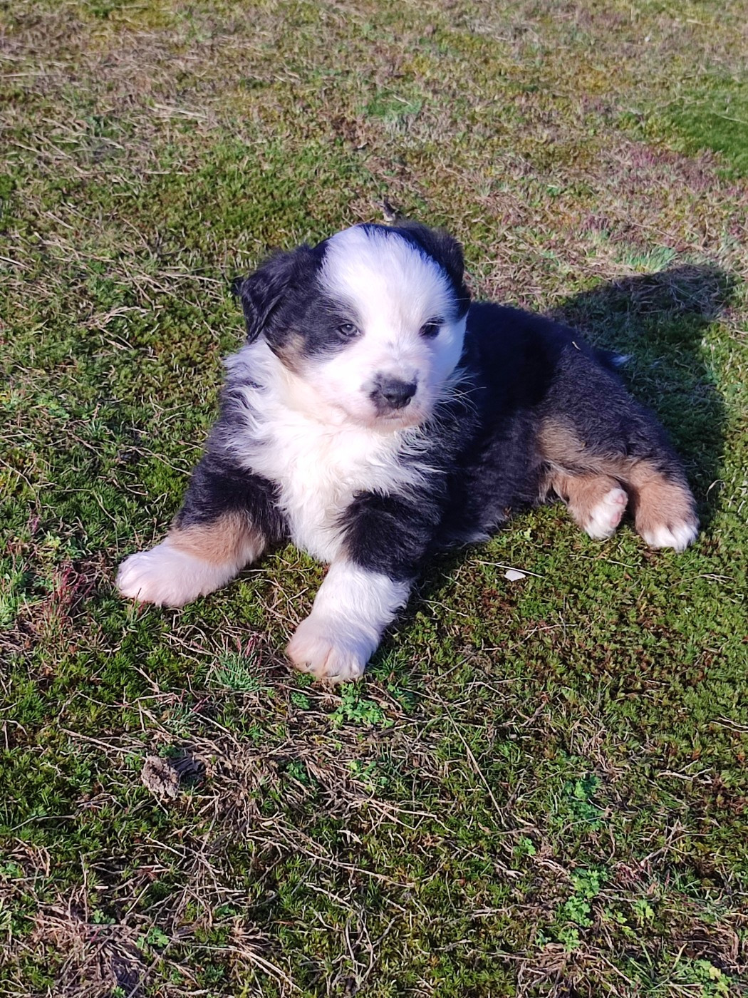 des Chiens d'Angel - Chiots disponibles - Berger Américain Miniature 