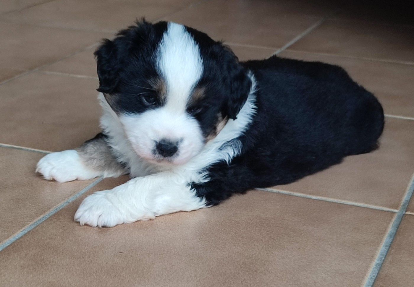 des Chiens d'Angel - Chiots disponibles - Berger Américain Miniature 