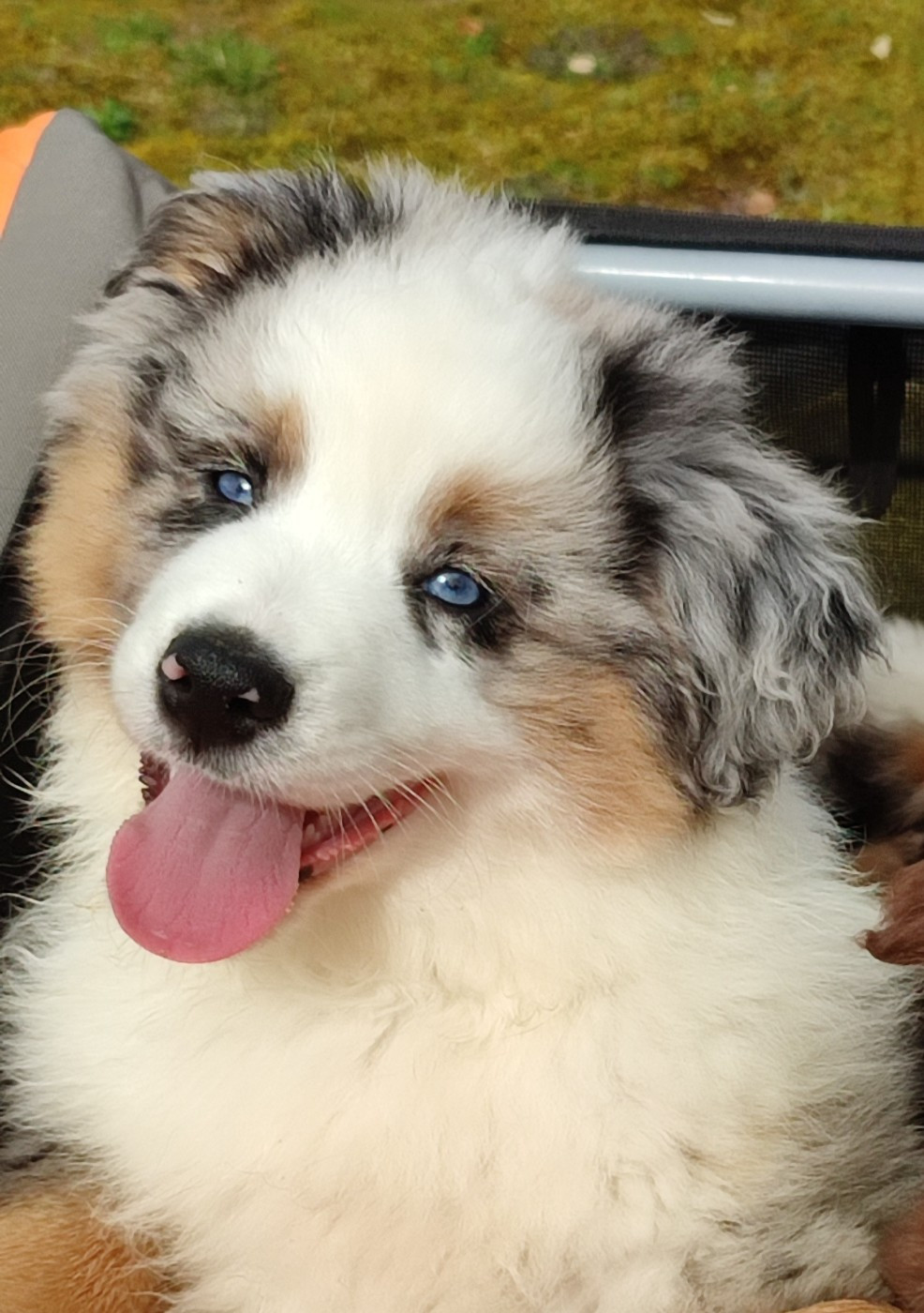 des Chiens d'Angel - Chiots disponibles - Berger Américain Miniature 