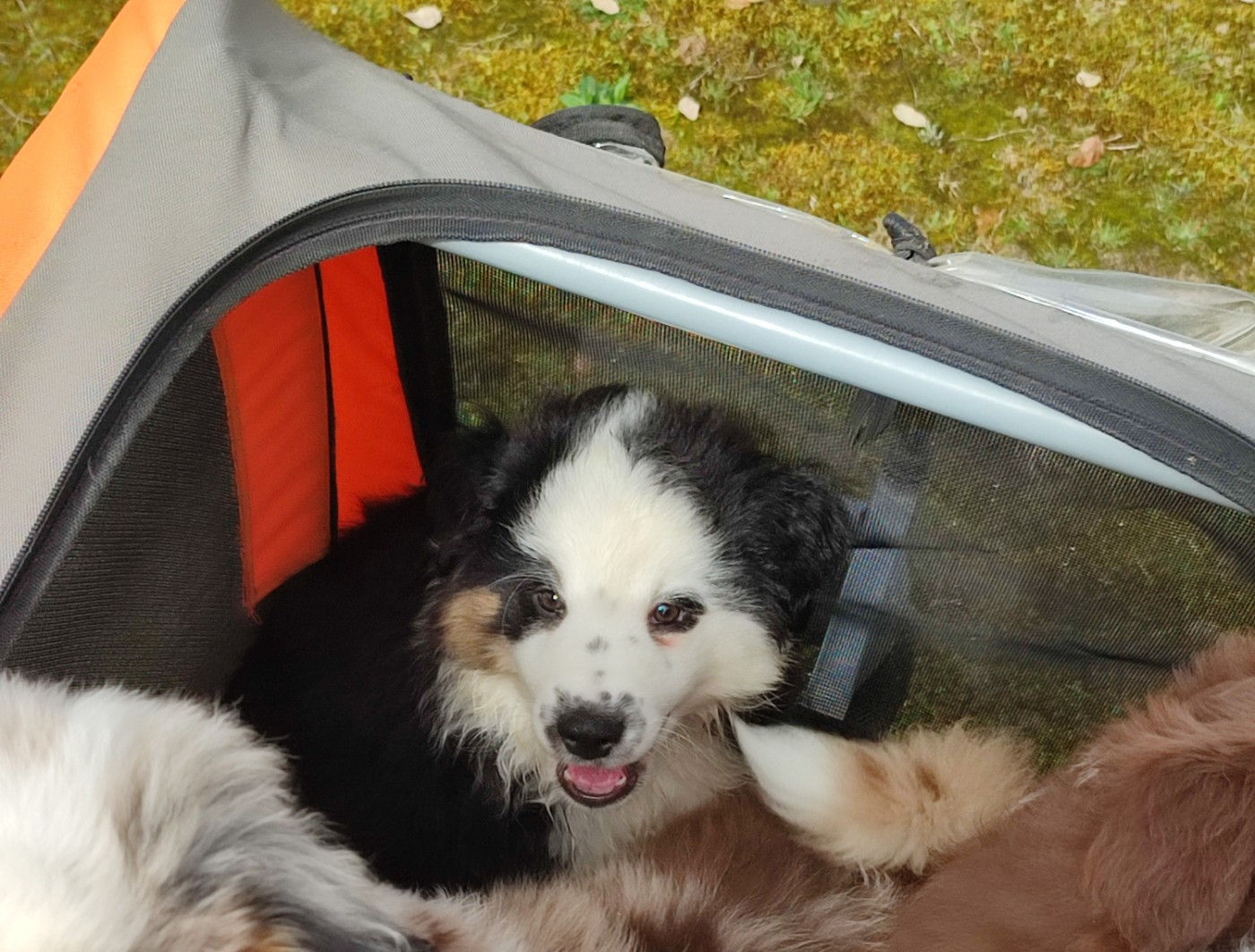 des Chiens d'Angel - Chiots disponibles - Berger Américain Miniature 