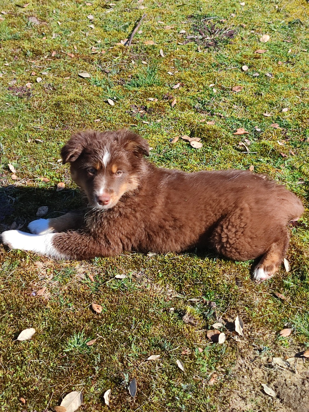 des Chiens d'Angel - Chiots disponibles - Berger Américain Miniature 