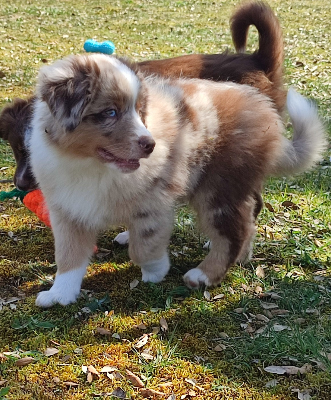 des Chiens d'Angel - Chiots disponibles - Berger Américain Miniature 