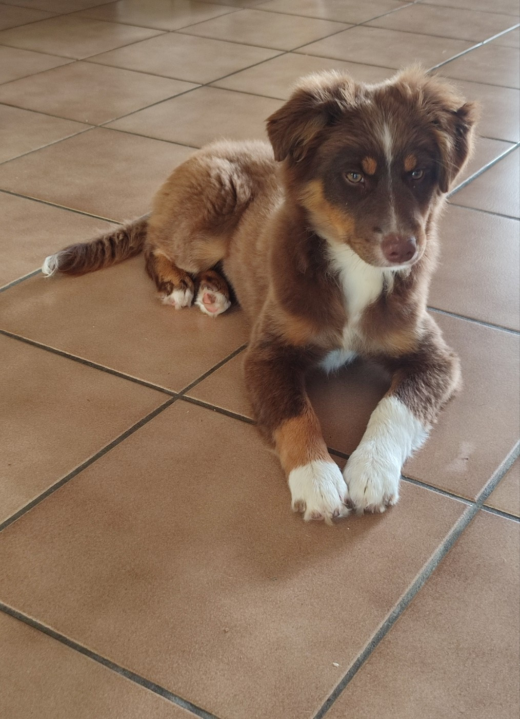 des Chiens d'Angel - Chiots disponibles - Berger Américain Miniature 