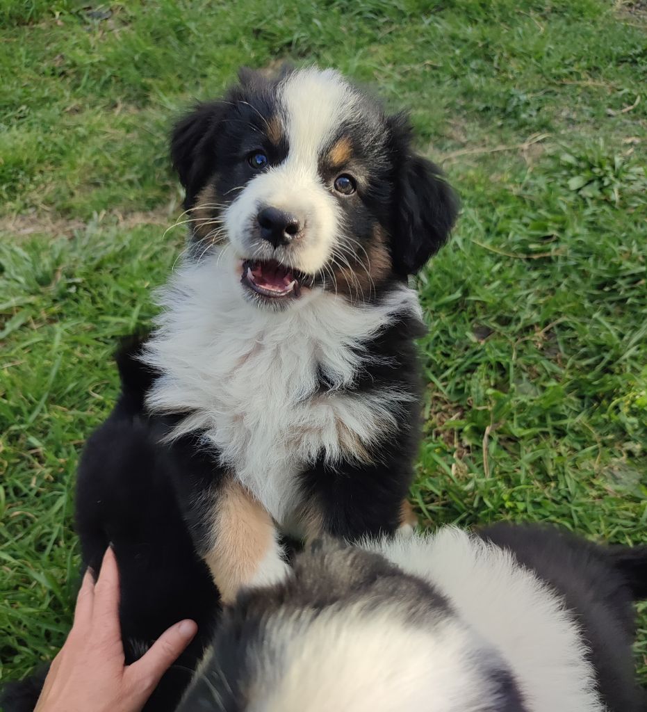 des Chiens d'Angel - Chiots disponibles - Berger Américain Miniature 