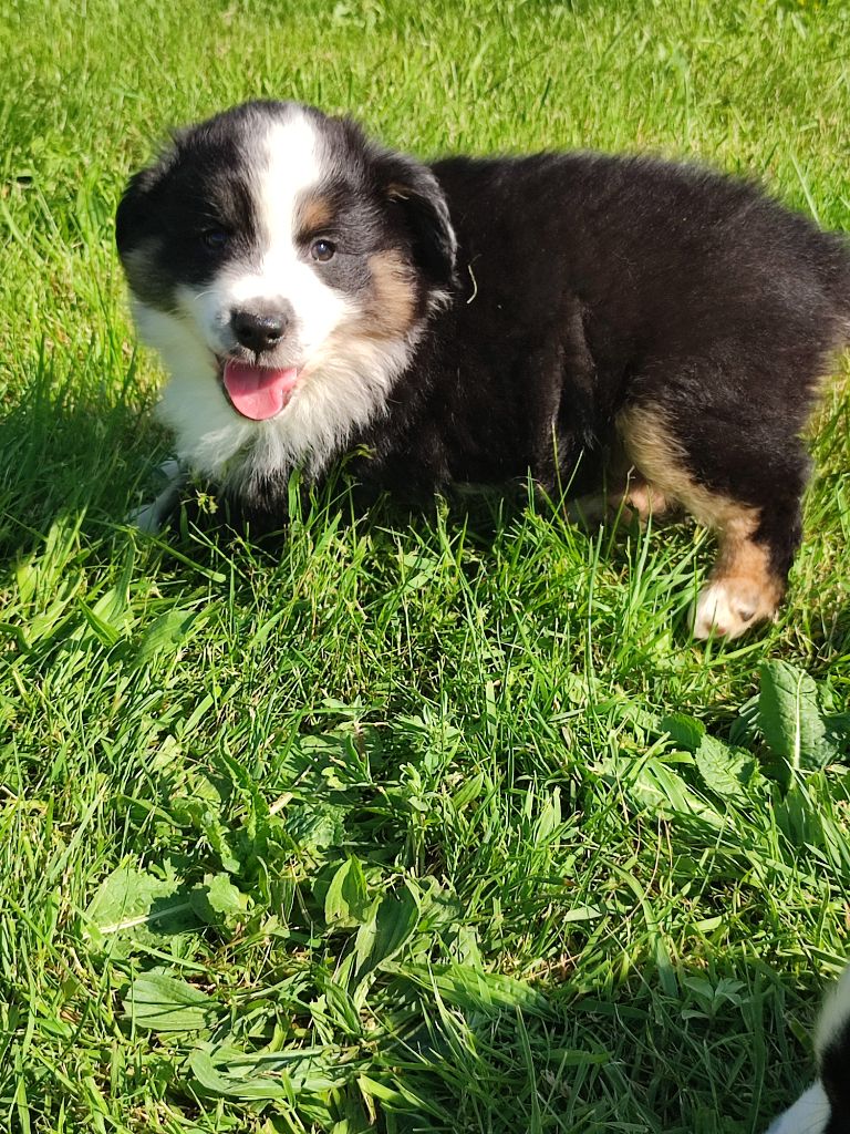 des Chiens d'Angel - Chiots disponibles - Berger Américain Miniature 